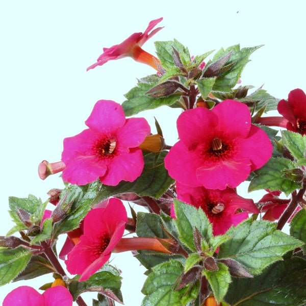 Achimenes Mix Colors Bulb